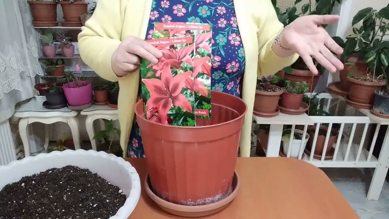 LİLYUM (LİLİUM) ZAMBAK SOĞAN EKİMİ NASIL YAPILIR ?