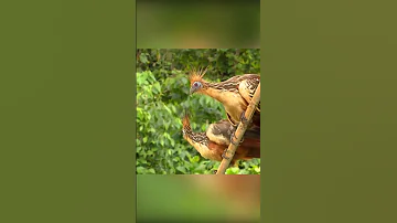 Вонючка из Южной Америки. Гоацин