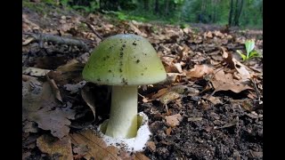 Бледная поганка, мухомор зелёный и красный. Amanita phalloides, muscaria.