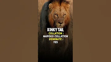 The Mapogo Lions Most Dangerous Lion Brothers Lion Krugernationalpark 