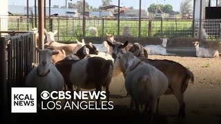 Ontario farm desperately seeking return of 12 stolen goats