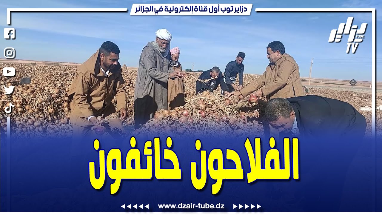 فائض كبير في إنتاج البصل بسعيدة و الفلاحون مستاؤون لغياب غرف التبريد و خائفون من خسائر فادحة