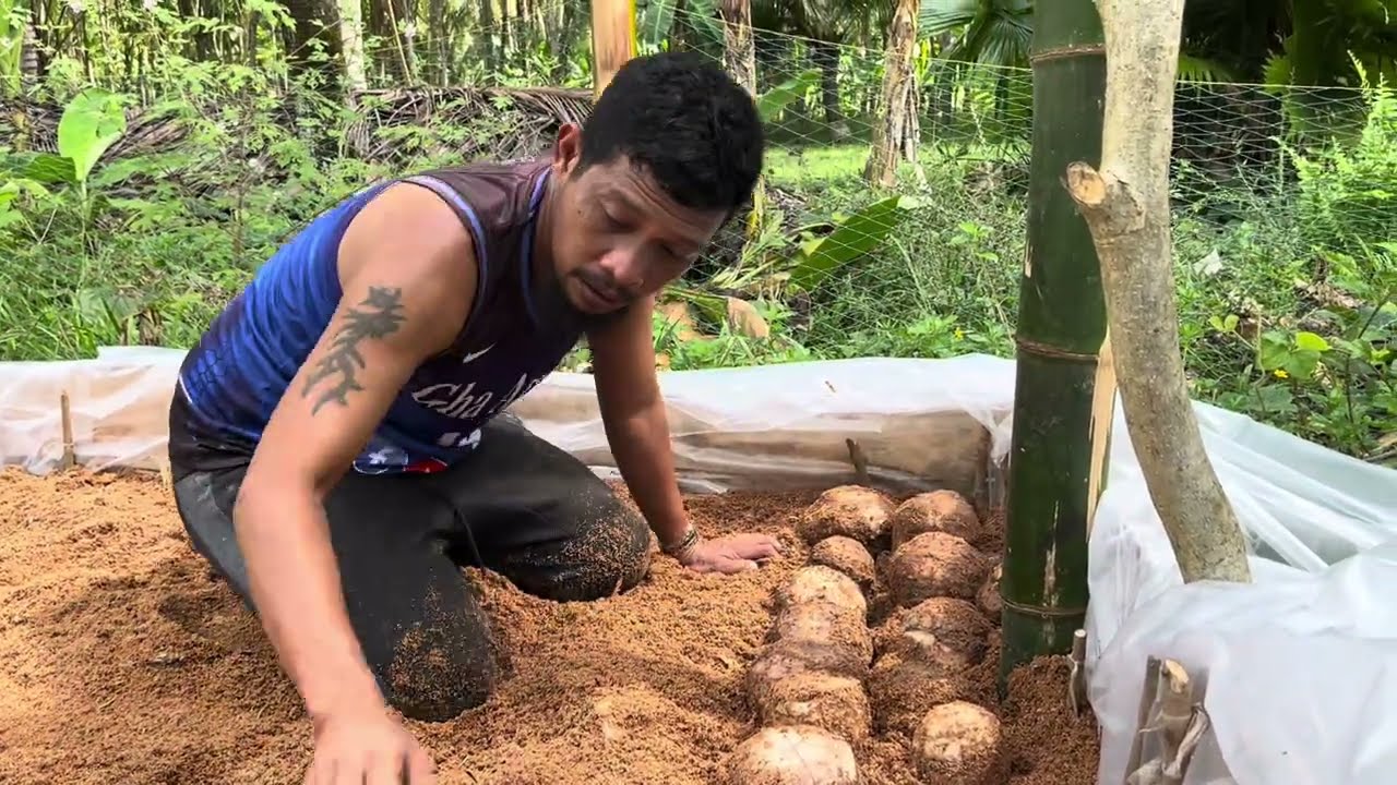 Paano mag parami ng binhi ng saging lakatan gamit ang subual o saha?