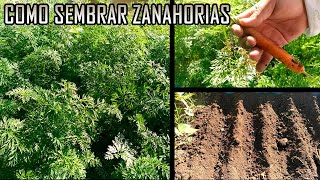 Como sembrar Zanahorias || Huerto De Cero
