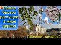 Самое быстрорастущее дерево в мире Павловния  Это интересно, красивоцветущее - украшение у дома!