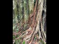 Amazing temple of Kor Sak in Angkor Thom!