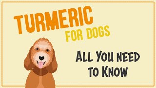 Turmeric For Dogs - All You Need To Know