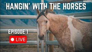 UPDATE! Live Session With Our TOUGHEST Wild Mustang