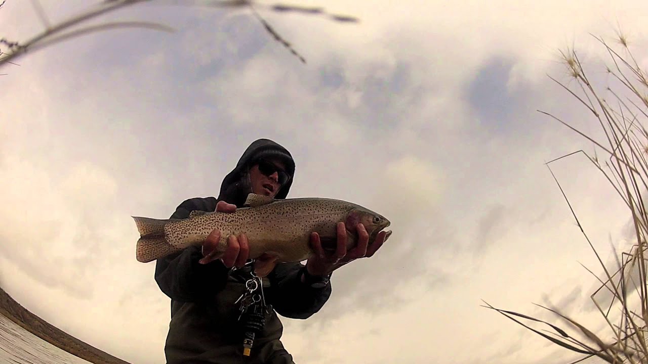 Big Rainbow Trout at Delaney Buttes Reservoir East YouTube