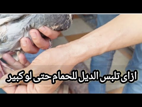 طريقه تلبيس الحمام الزاجل الدبله وهو كبير