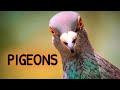 Pigeons urban wildlife  animal science