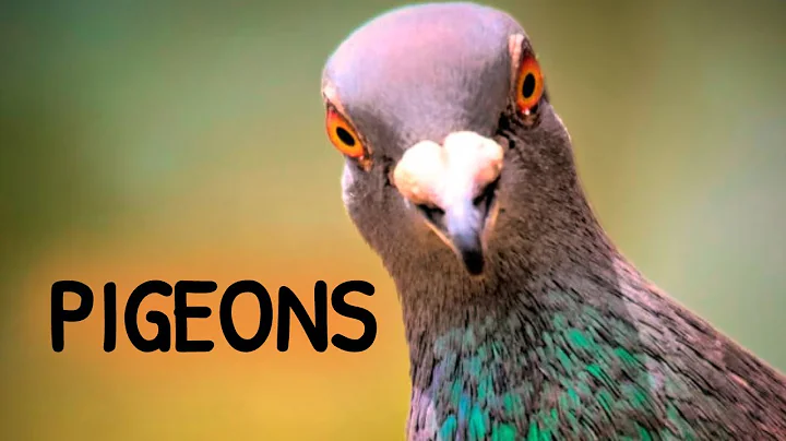 Pigeons. Urban Wildlife | Animal Science - DayDayNews