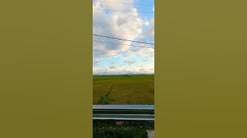 Pemandangan sawah yang indah #sawah #pertanian #sumba #shortsvideo #shortvideo #shorts #video