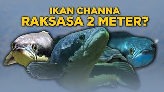 GEROMBOLAN JENIS CHANNA YANG BISA BERUKURAN RAKSASA