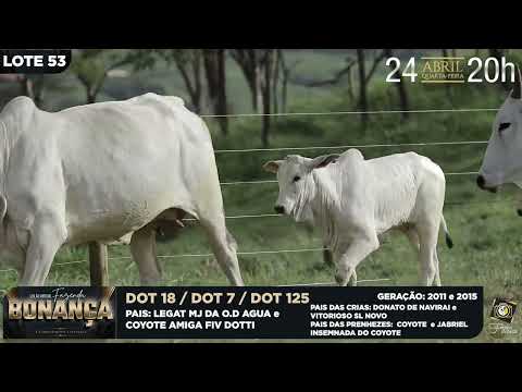 LOTE 53   DOT 7,18,125