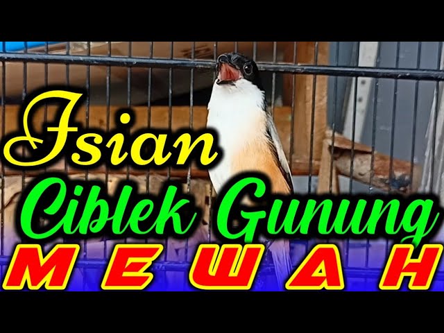 CENDET ISIAN CIBLEK GUNUNG MURAI BATU • MASTERAN CENDET MURAI BATU CIBLEK GUNUNG class=