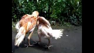 Adu Ayam Betina vs Jago