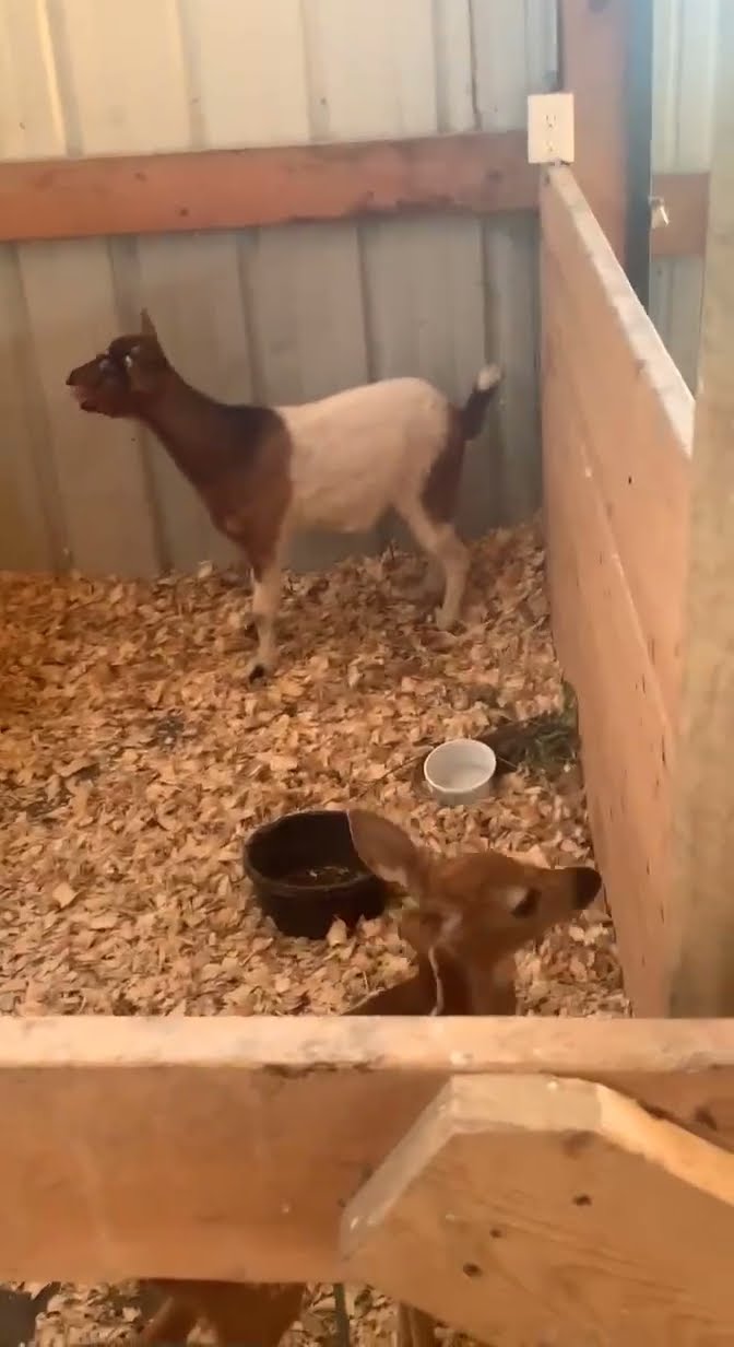Putting a Baby Deer in the Goat Pen Doesn't Go As Planned || ViralHog