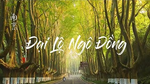 [Nam Kinh] Đại Lộ Ngô Đồng - Du lịch Trung Quốc