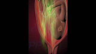 Early labor, Pregnancy, Delivery ( 3D Animation)