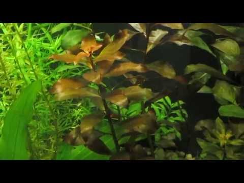 16.Ludwigia repens red ,ludwigia skrętno listna.
