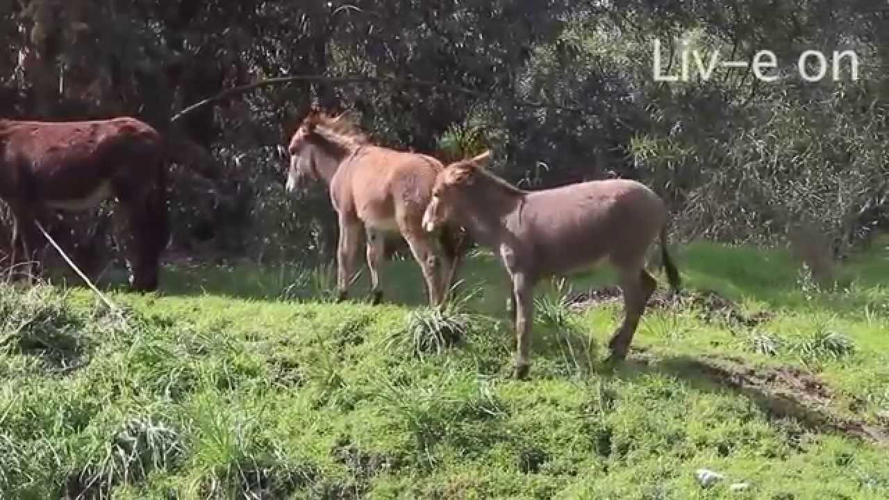 Cyprus, Nicosia, Skouriotissa, Animals & Plants, Donkeys YouTube