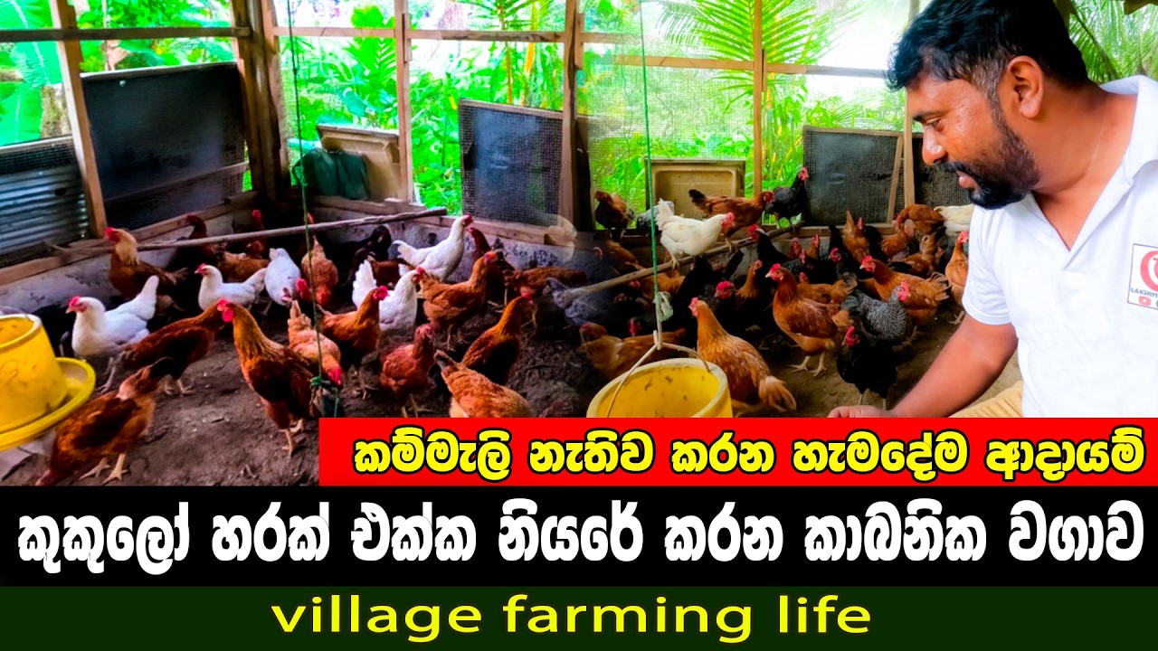 කම්මැලි නැතිව කරන හැමදේම ආදායම් 🐓🌽🐮 | poultry farming | farming life | රසායනික පොහොර නෑ
