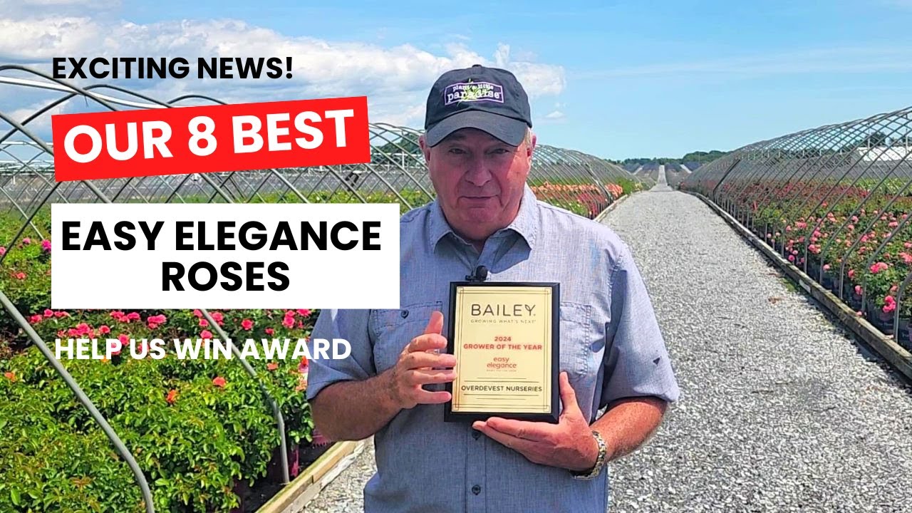 Exciting News!  Our 8 BEST Easy Elegance® Roses Wins Award👏👏😄 / Find Out All About Them  👍🌹😋