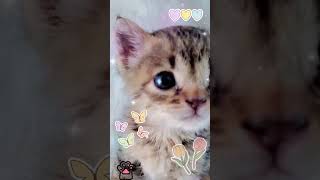 Cute Kittens Play in fur Pit