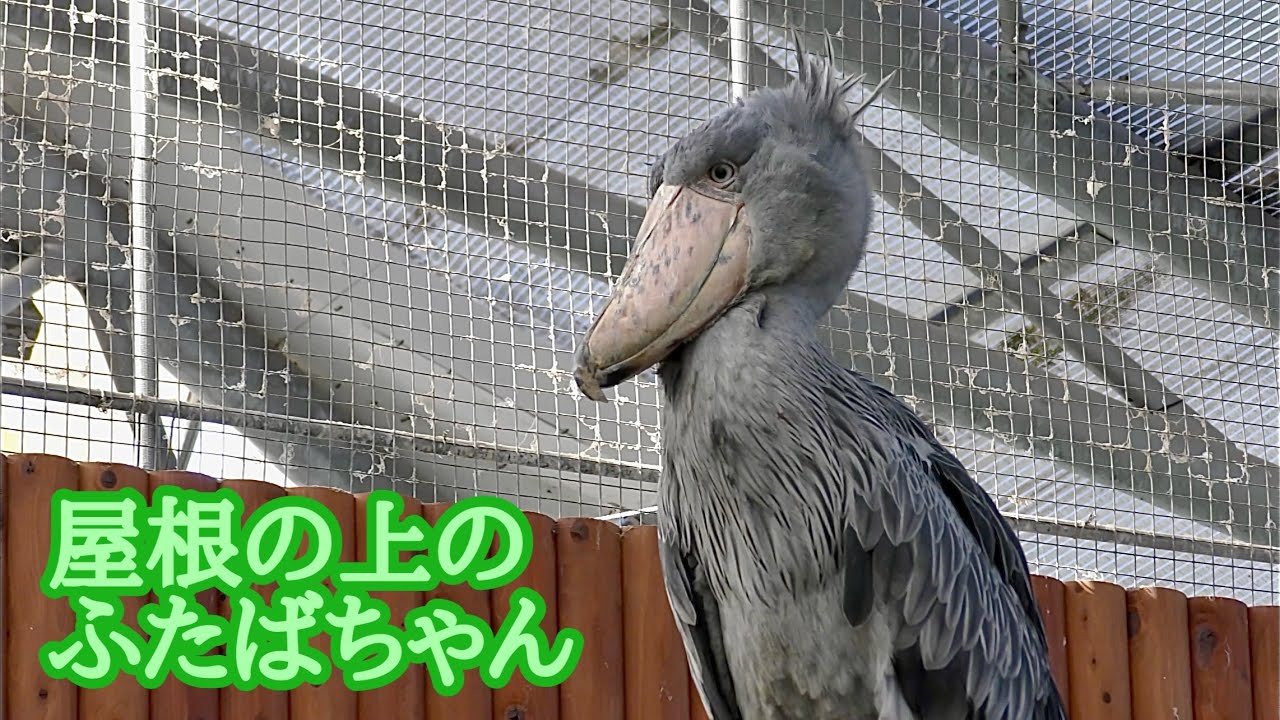 屋根の上で何してる？　ハシビロコウ　ふたばちゃん【掛川花鳥園】Shoebill Futaba-chan Kakegawa Garden 