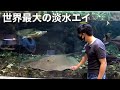 全長約３ｍ！？世界最大の淡水エイが見れる日本唯一の水族館