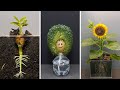 Growing Plants Time Lapse Compilation #4 - Tips &amp; Tricks