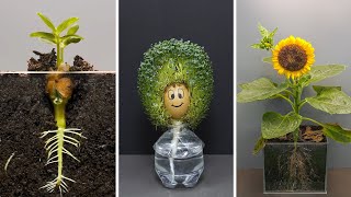 Growing Plants Time Lapse Compilation #4 - Tips & Tricks