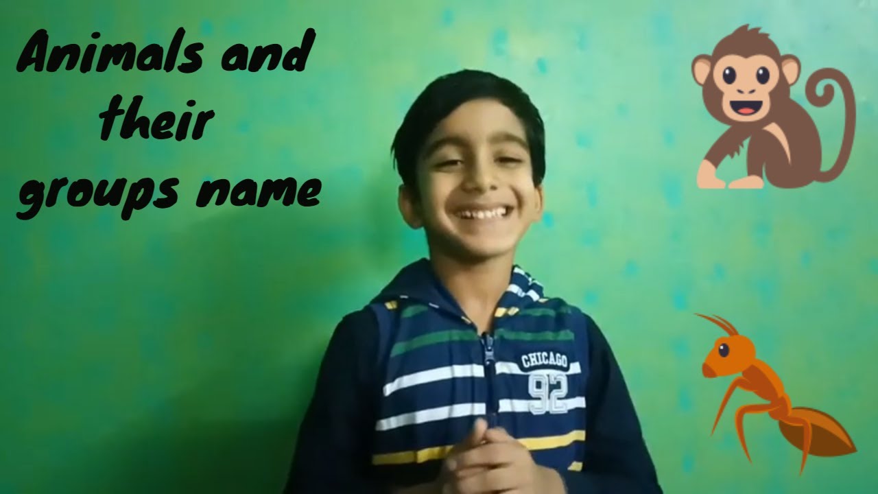 Some Animals and their groups name - YouTube