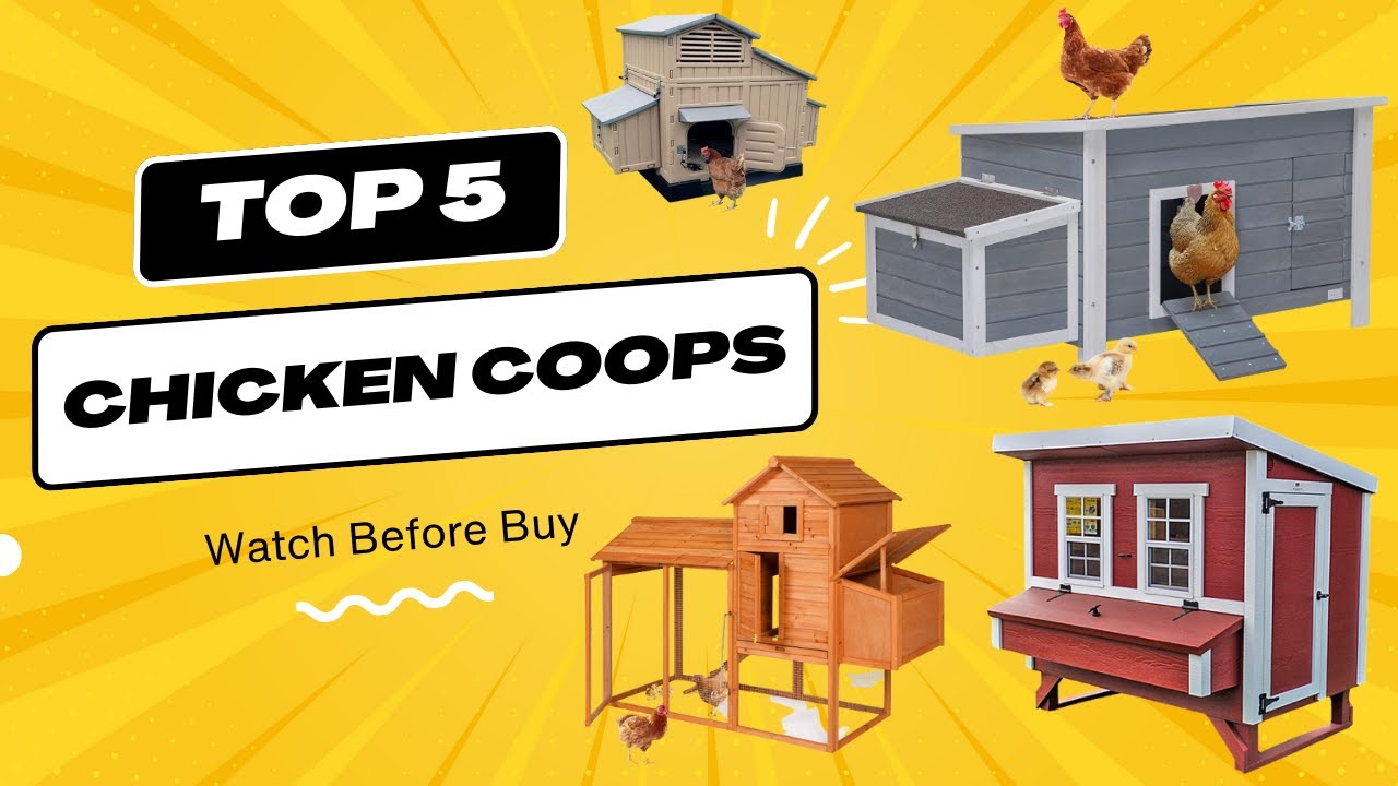 Top 5 Best Chicken Coops You can Buy Right Now [2023] Best Chicken