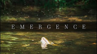 EMERGENCE | Summer Fly Fishing on the White River | 2023 IF4 Stimmie Nominee