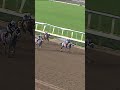 Grey Beats Grey!🩶 FORGED STEEL Wins the G1 Goodwood at Santa Anita!