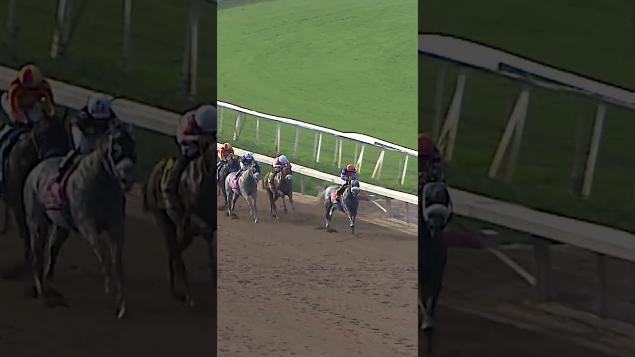 Grey Beats Grey!🩶 FORGED STEEL Wins the G1 Goodwood at Santa Anita!