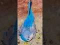 Rainbow Budgies Nesting in Sri Lanka - Baby Chicks! 🌈🐣