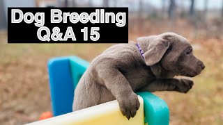 Dog Breeding Business Q&A 15. How To DIY