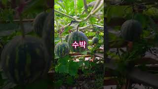 수박