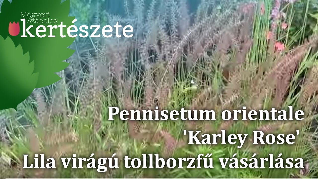 Pennisetum orientale 'Karley Rose' - Lila virágú tollborzfű vásárlása
