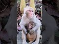 Shortsemotional monkey