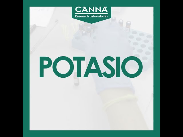 Watch POTASIO - Carencia Mononutrientes - Guía Deficiencia CANNA on YouTube.