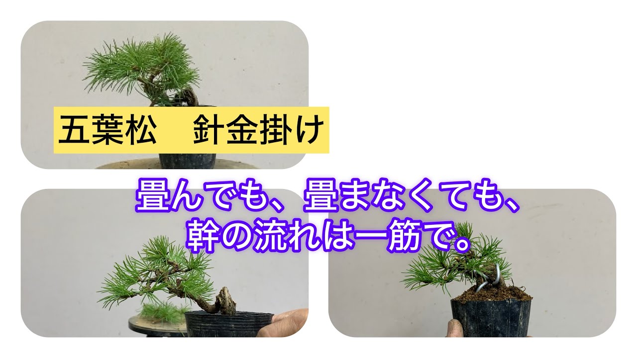 五葉松の針金掛け ミニ盆栽の素材も丁寧に針金をかけて姿出し。 - YouTube