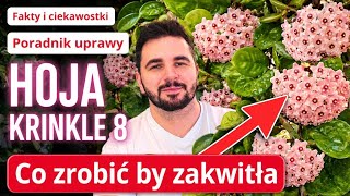 Hoya Krinkle 8 – Care and Flowering Secrets. How to get it to bloom ❓️
