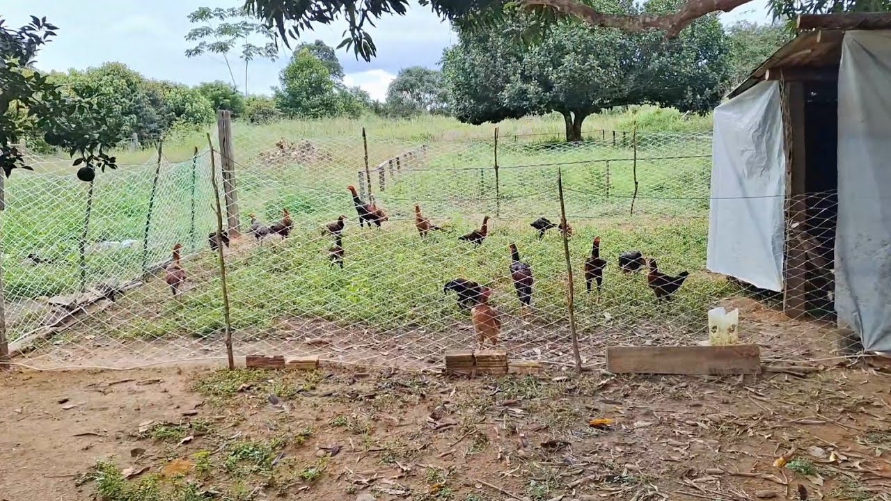 CRIAÇÕES DE GALINHAS EM CHÁCARA NA ZONA RURAL NÃO  PRECISA GASTAR COM RAÇÃO PLANTAÇÃO DE MANDIOCA 