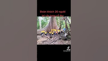 cây tung cổ thụ trên 400 tuổi tại vườn quốc gia NCT