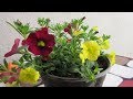 La Calibrachoa / Petunias Miniatura #57