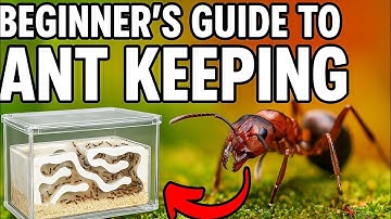 How to Start an Ant Colony at Home ? (Beginner’s Full Guide – No Experience Needed !)